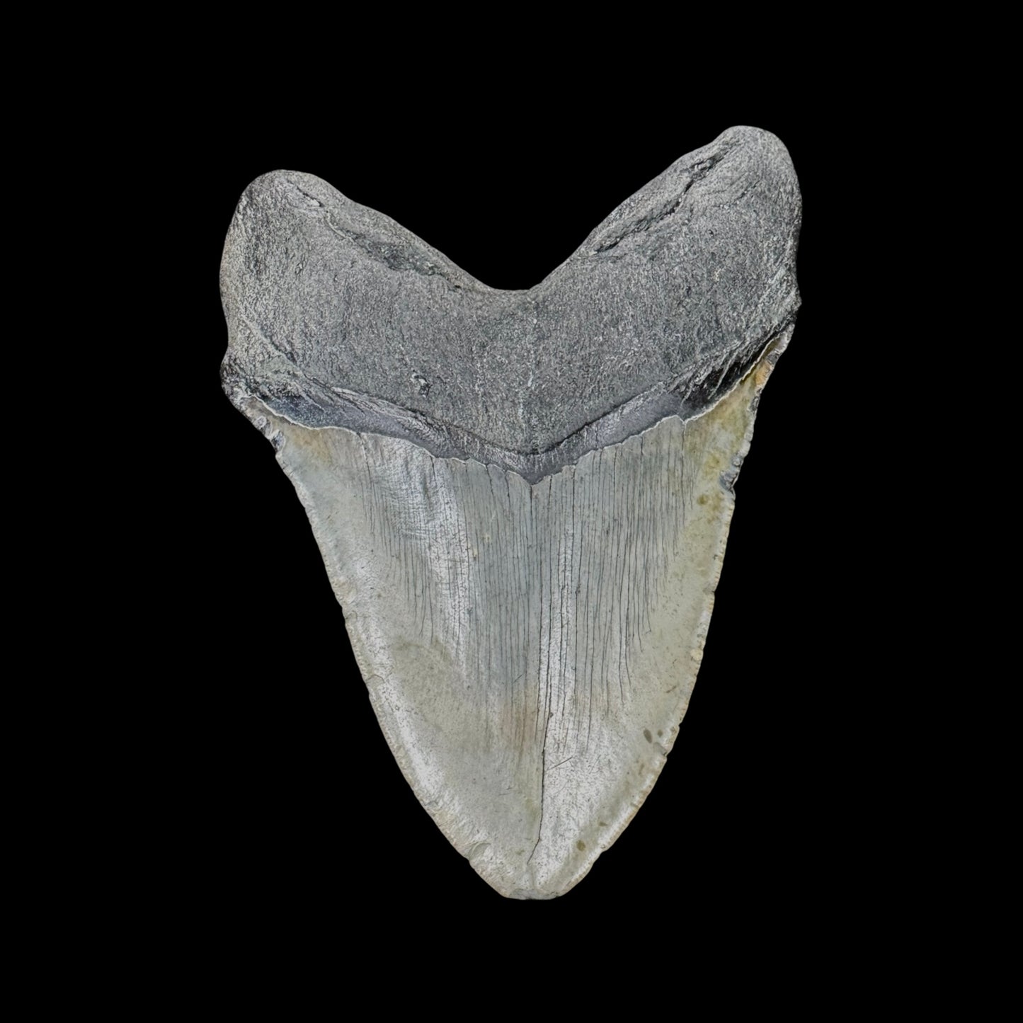 Megalodon Tooth