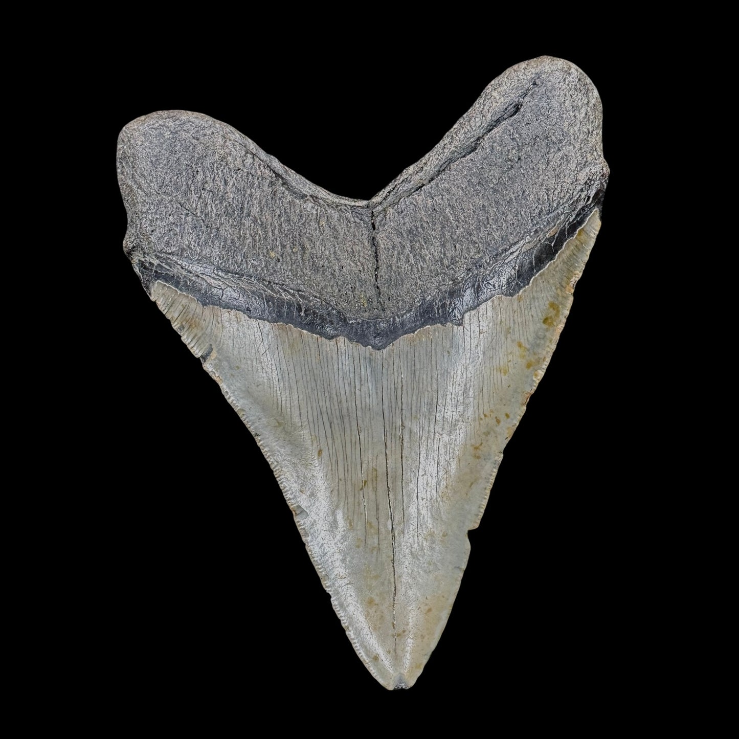 Megalodon Tooth
