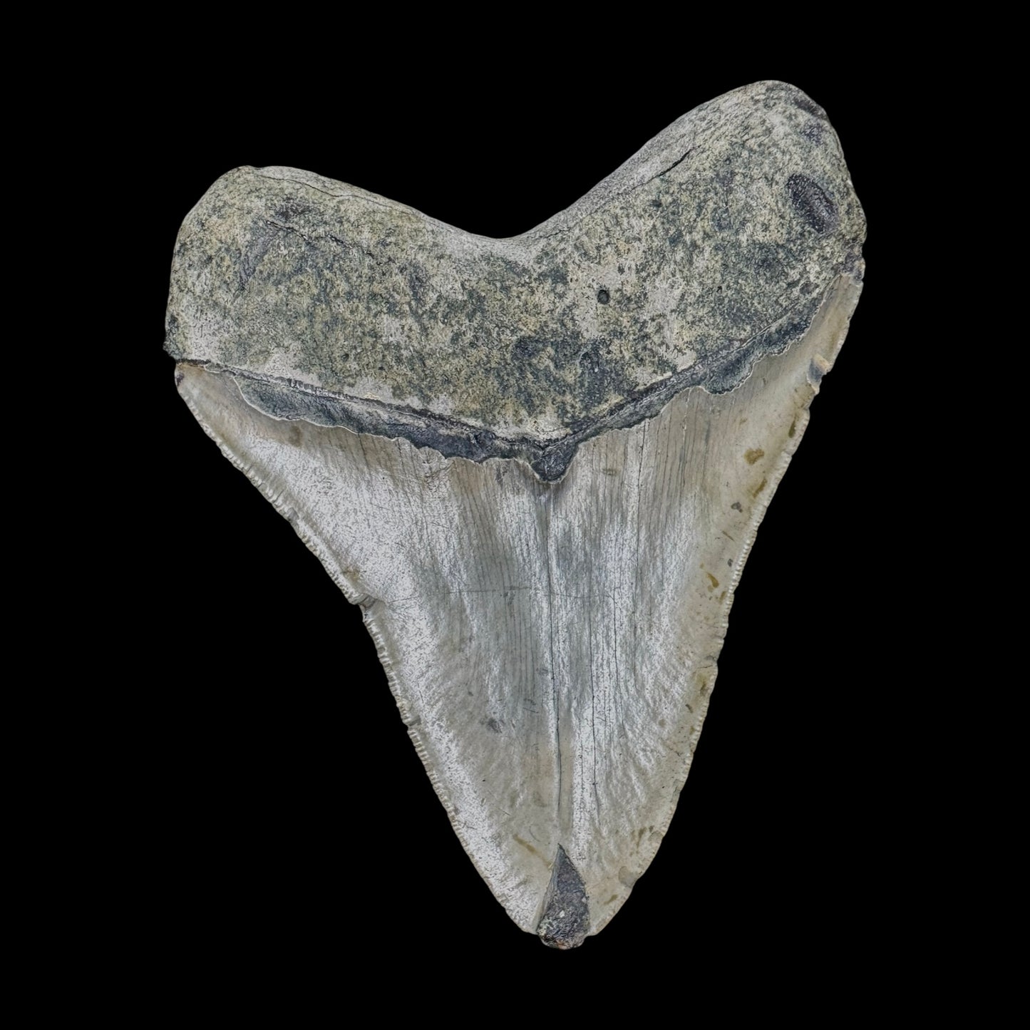 Megalodon Tooth
