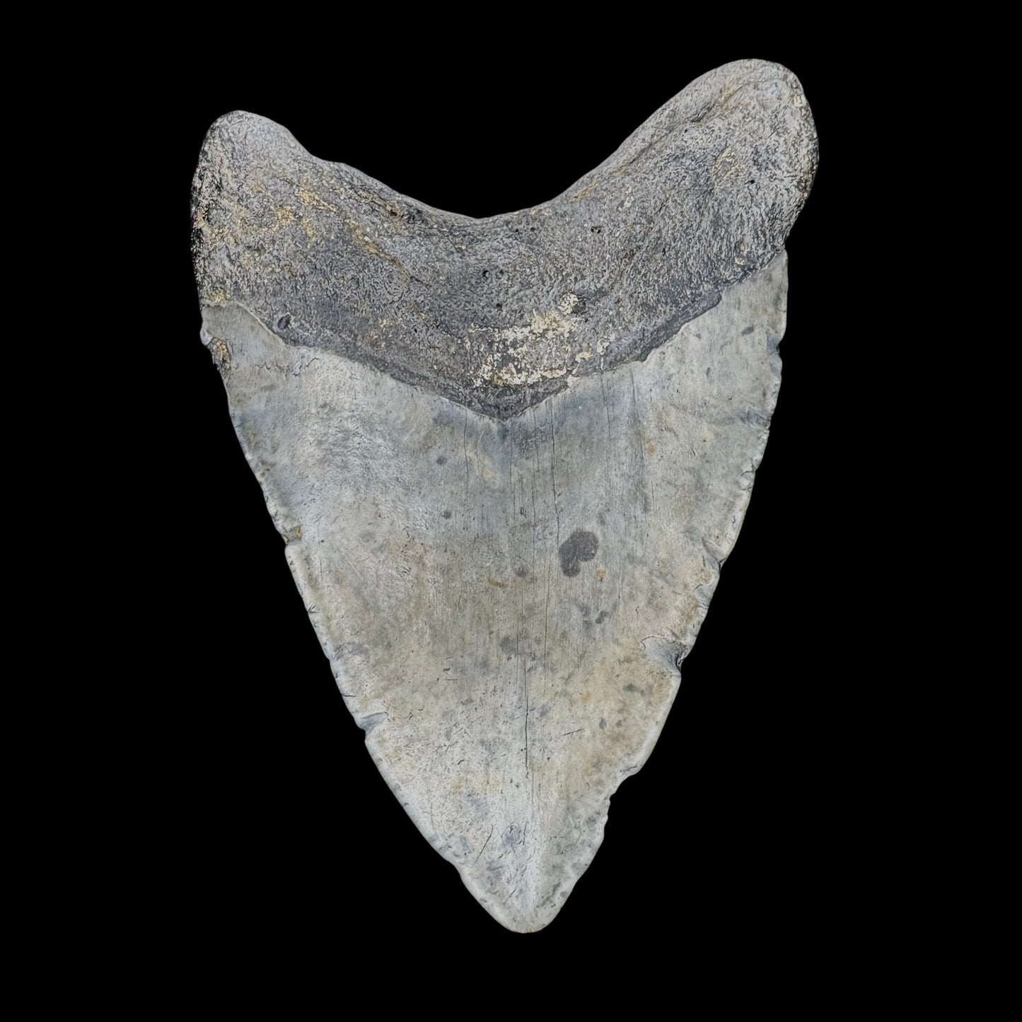 Megalodon Tooth