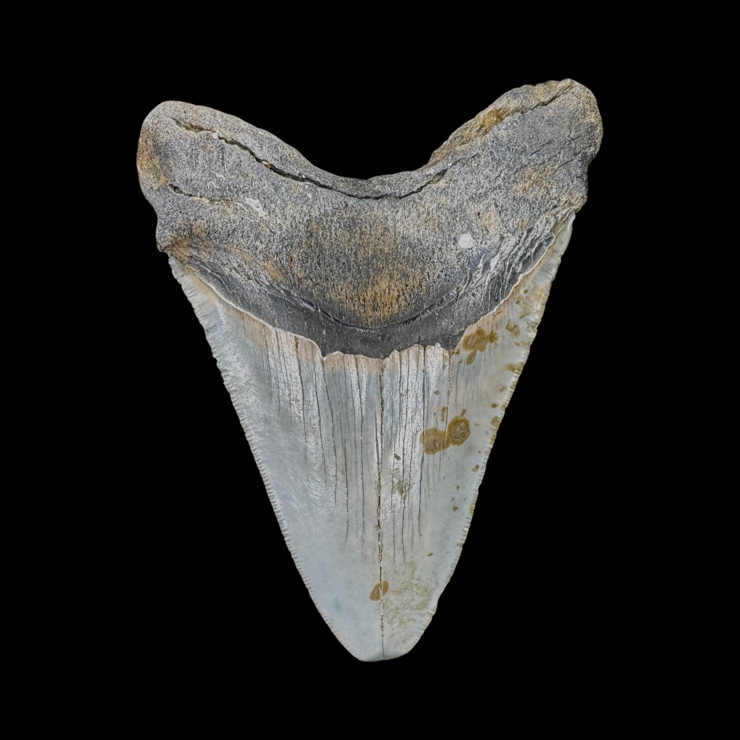 Megalodon Tooth