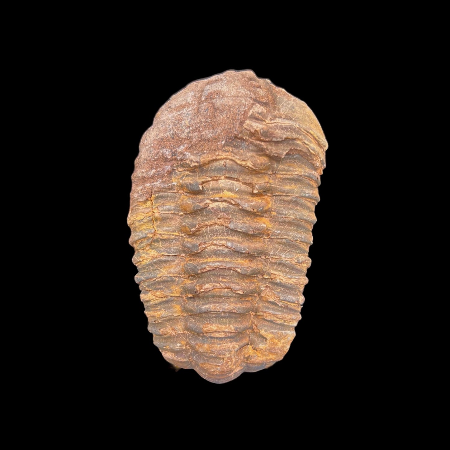 Trilobite Fossil