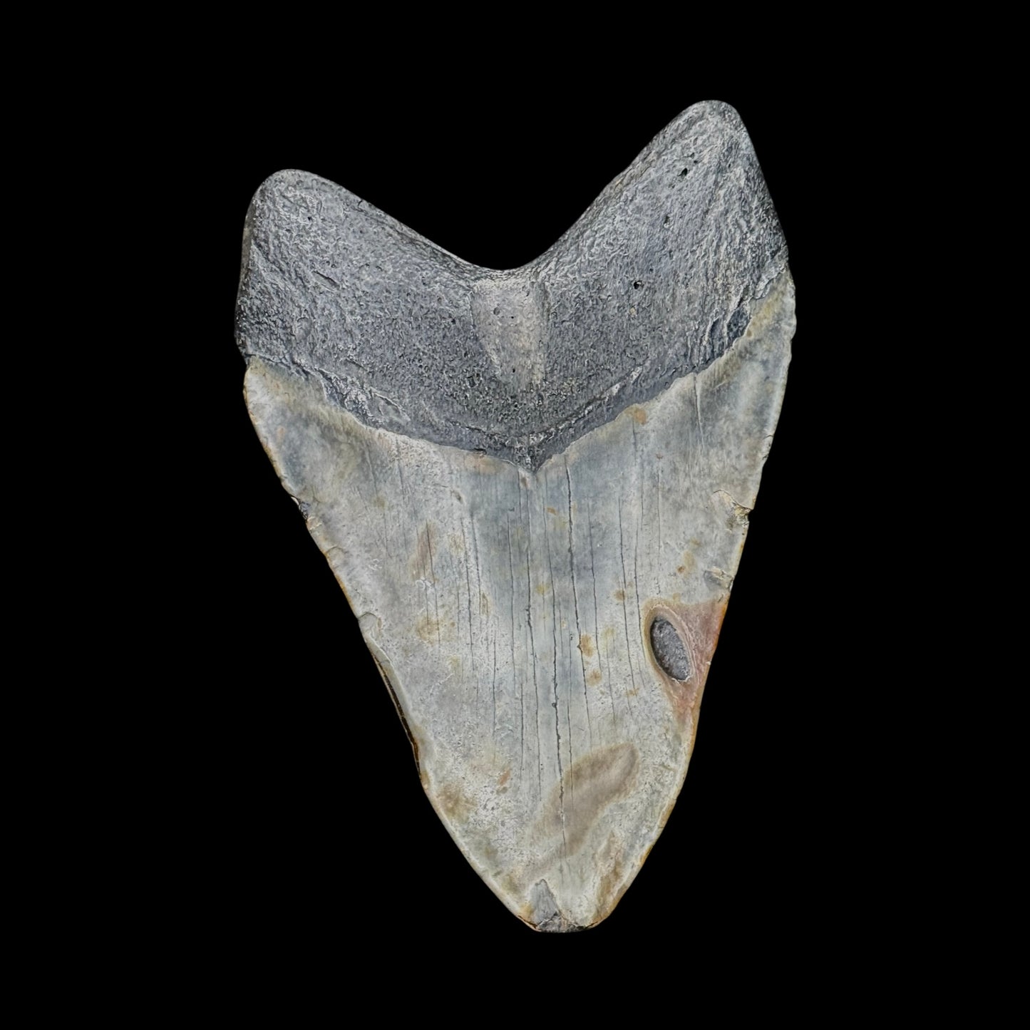 Megalodon Tooth