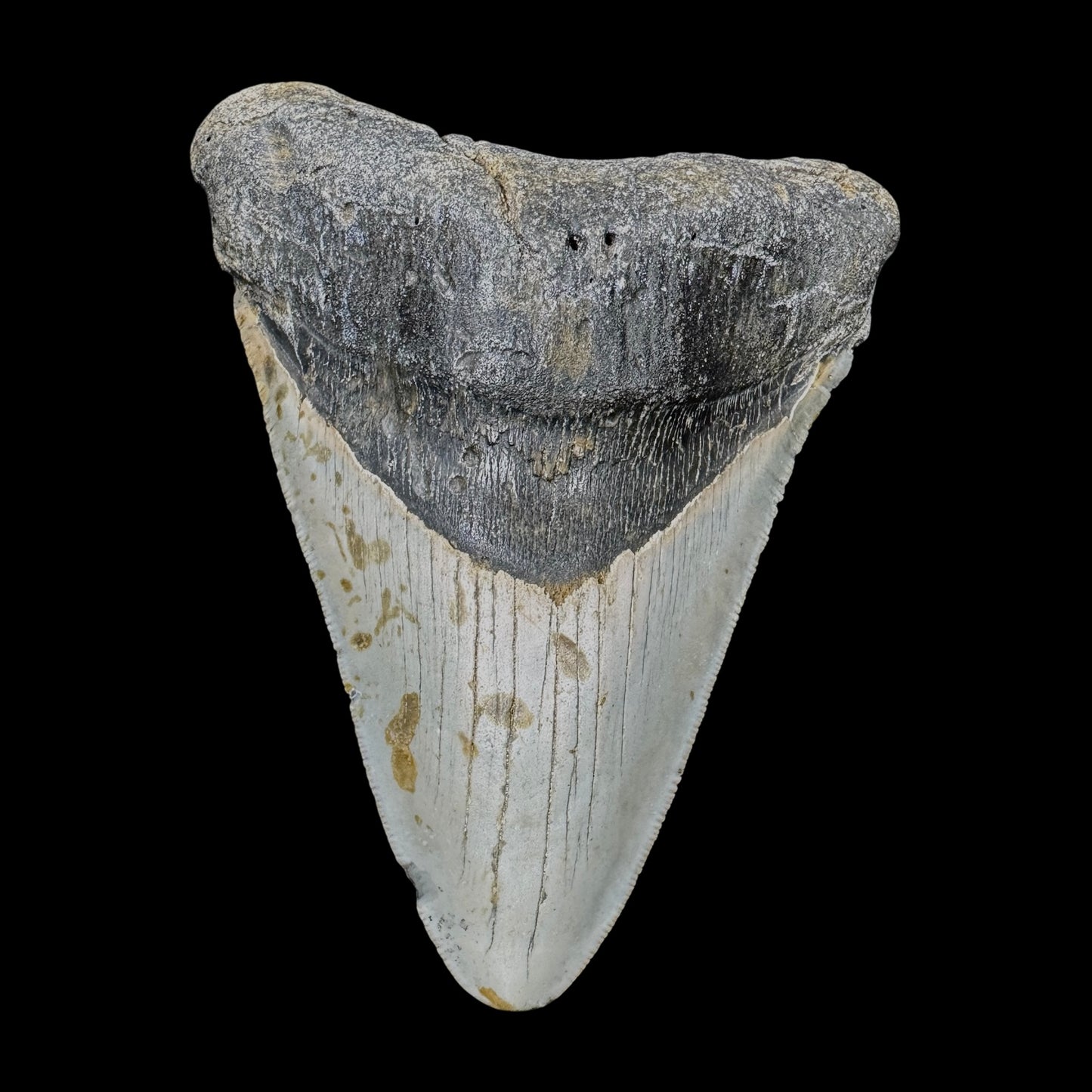 Megalodon Tooth