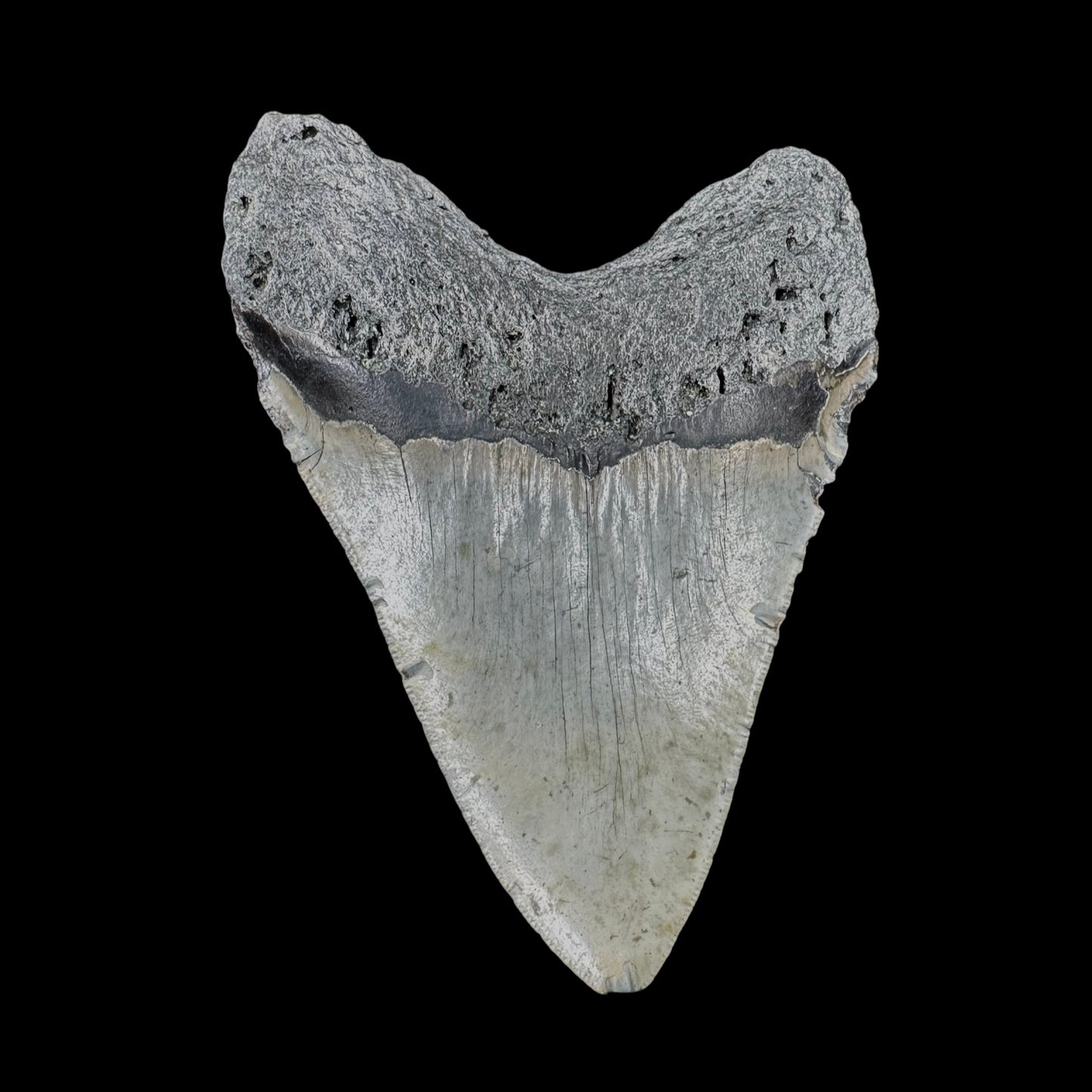 Megalodon Tooth