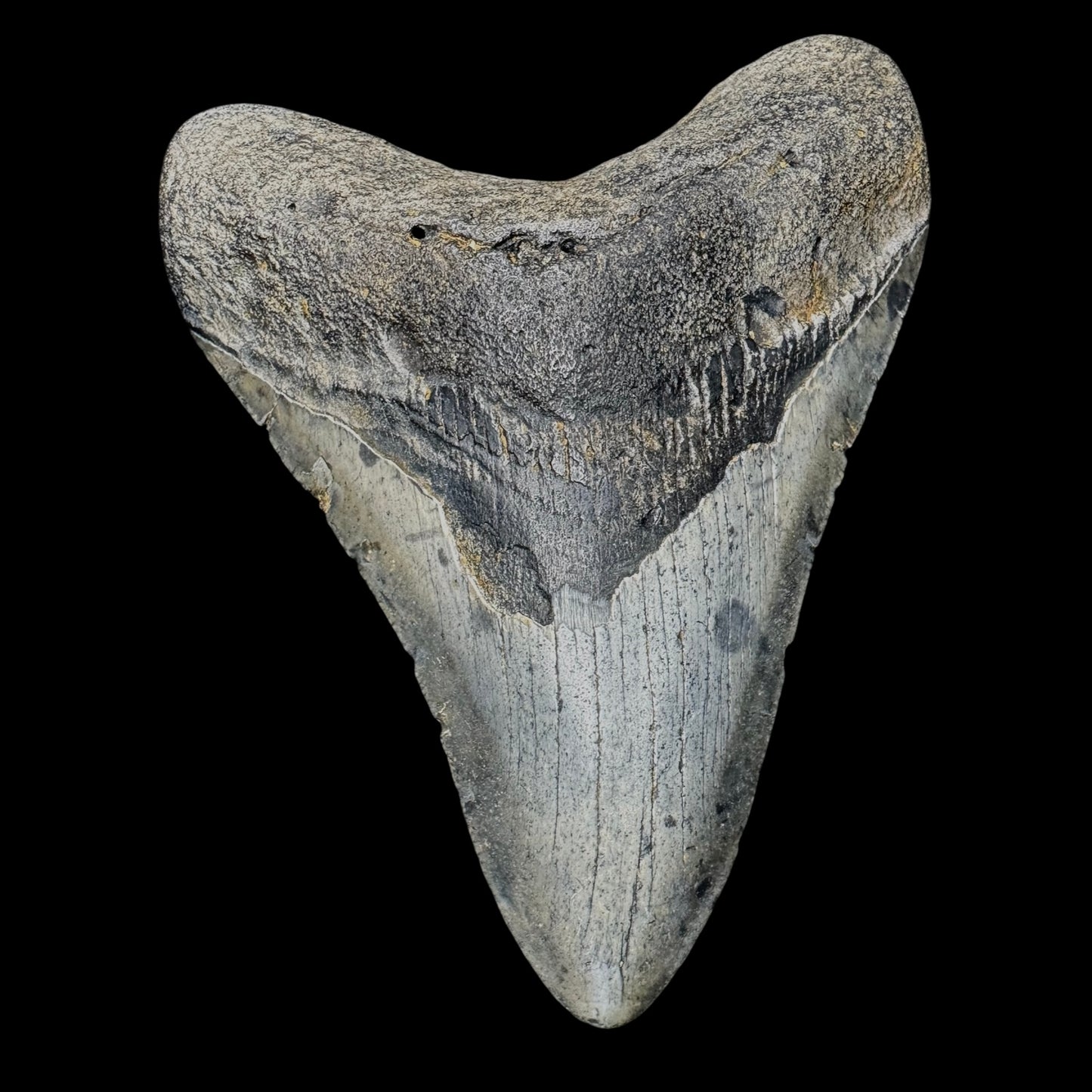 Megalodon Tooth