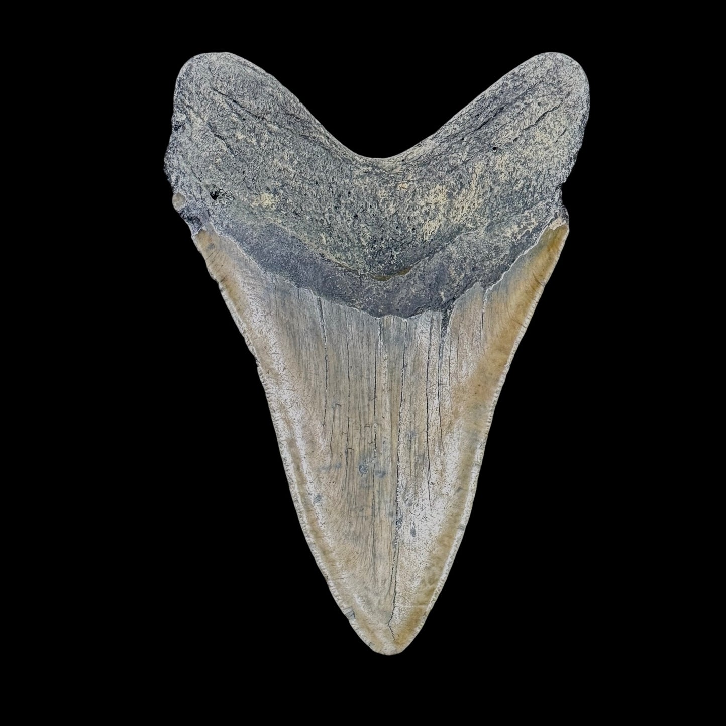Megalodon Tooth