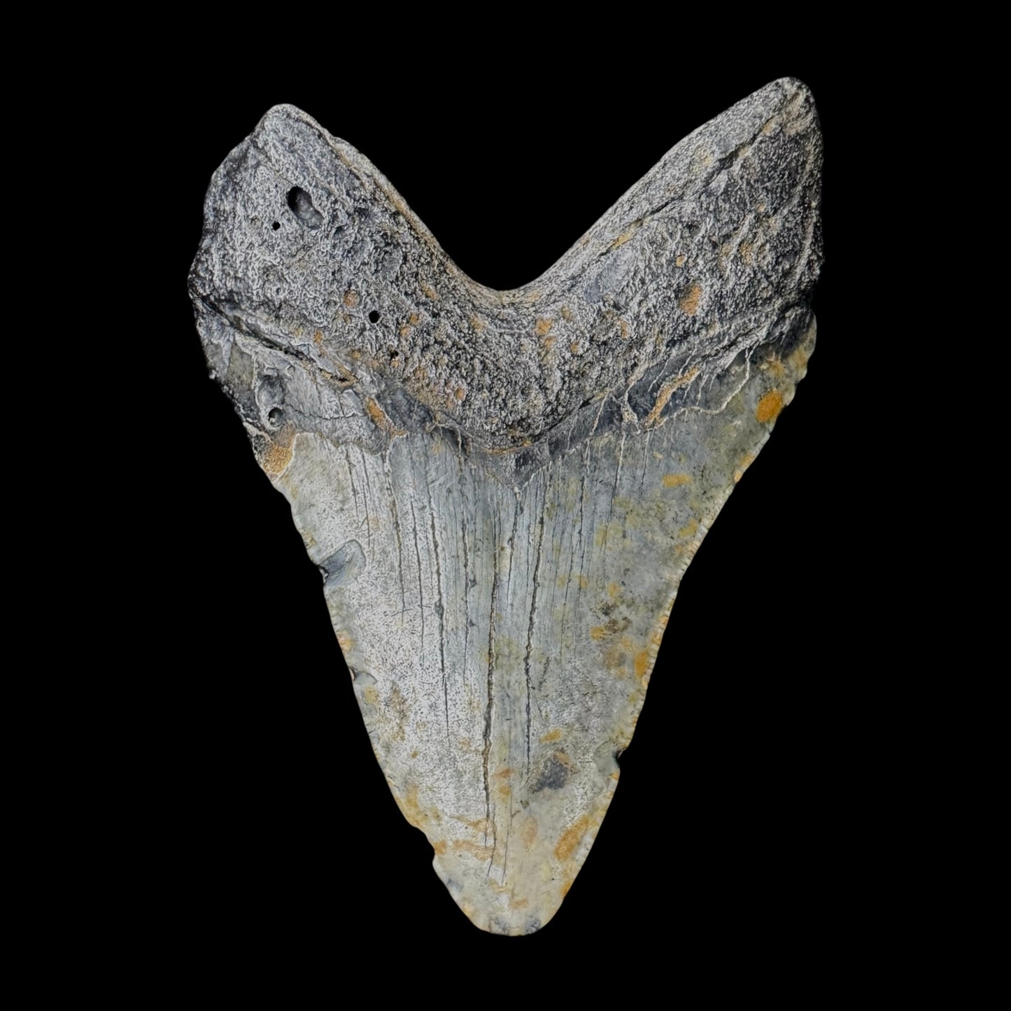 Megalodon Tooth
