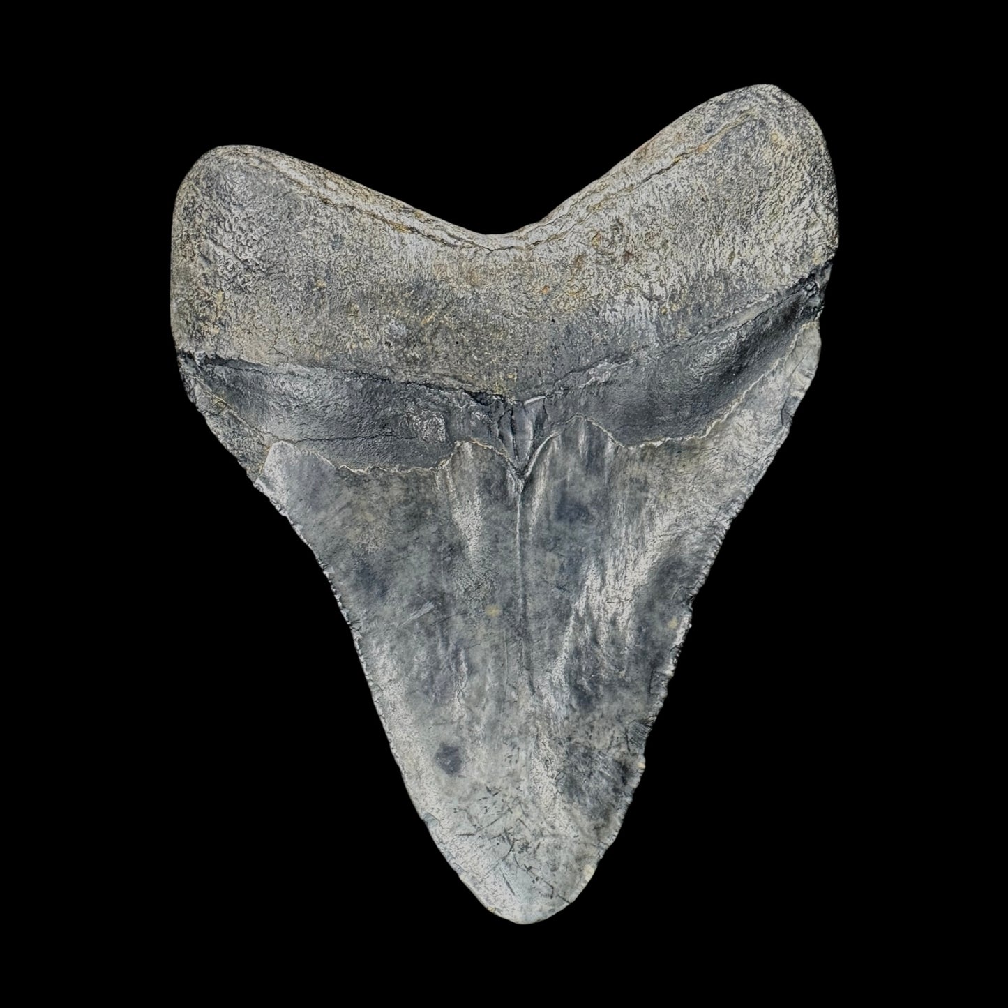 Megalodon Tooth