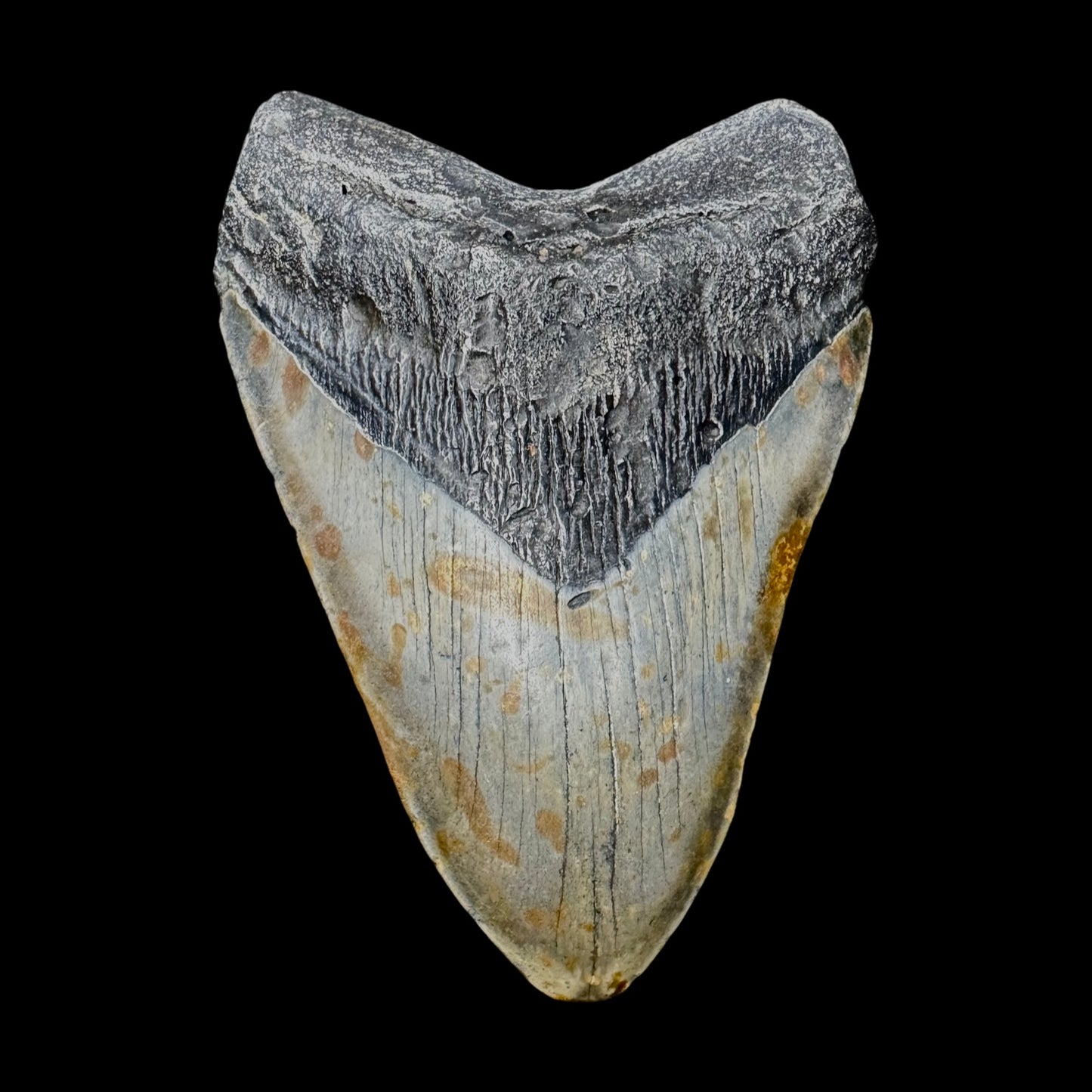 Megalodon Tooth