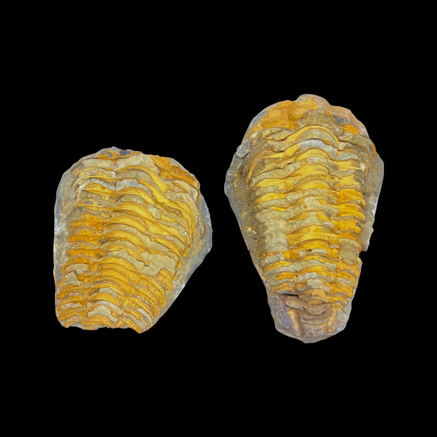 Trilobite Geodes