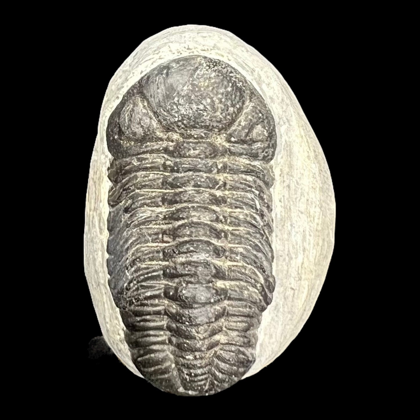 Metacanthian Trilobite in Matrix