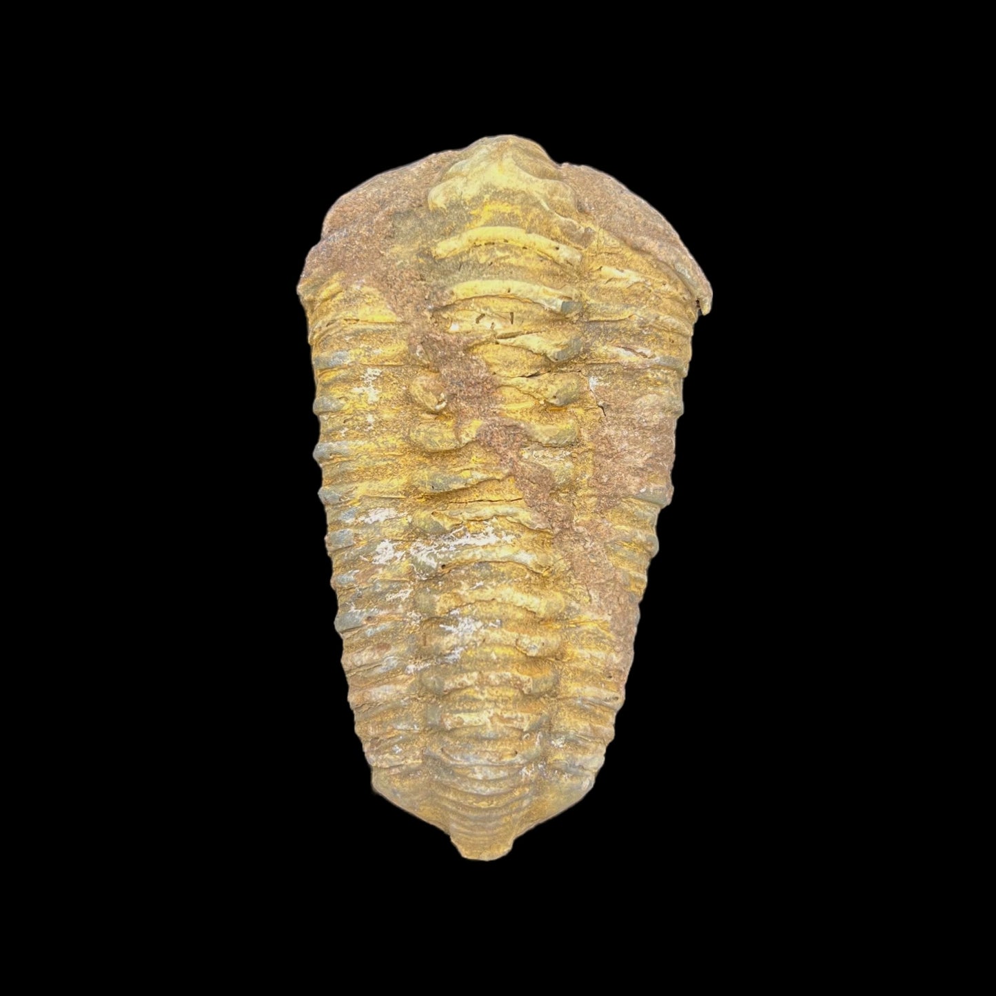 Trilobite Fossil