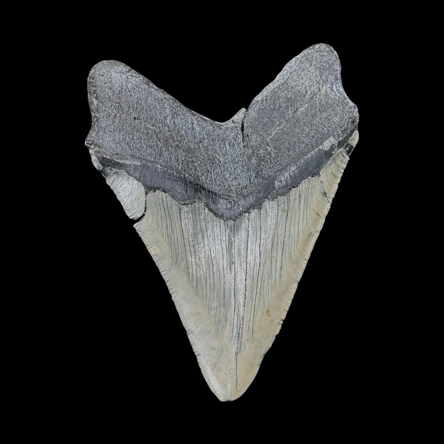 Megalodon Tooth