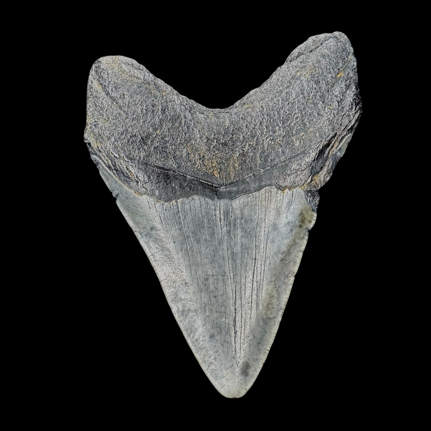 Megalodon Tooth