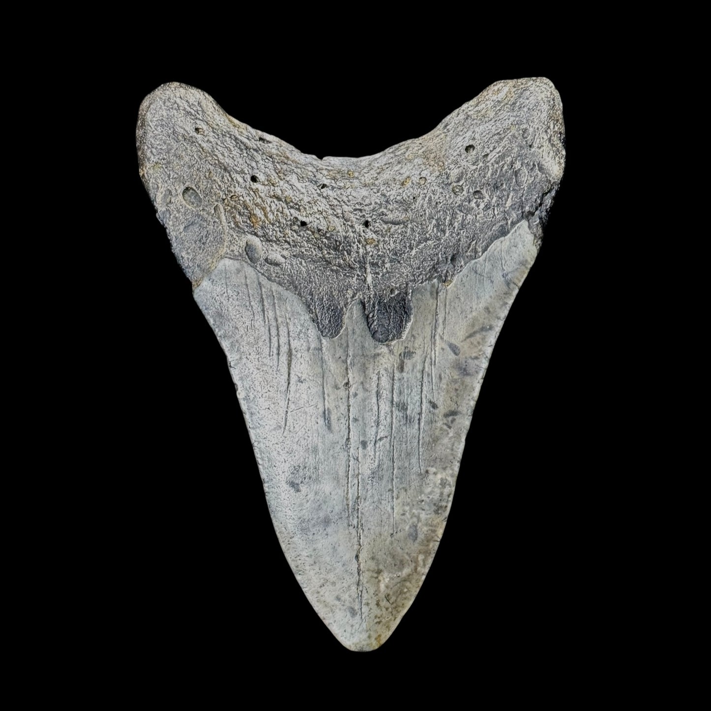 Megalodon Tooth