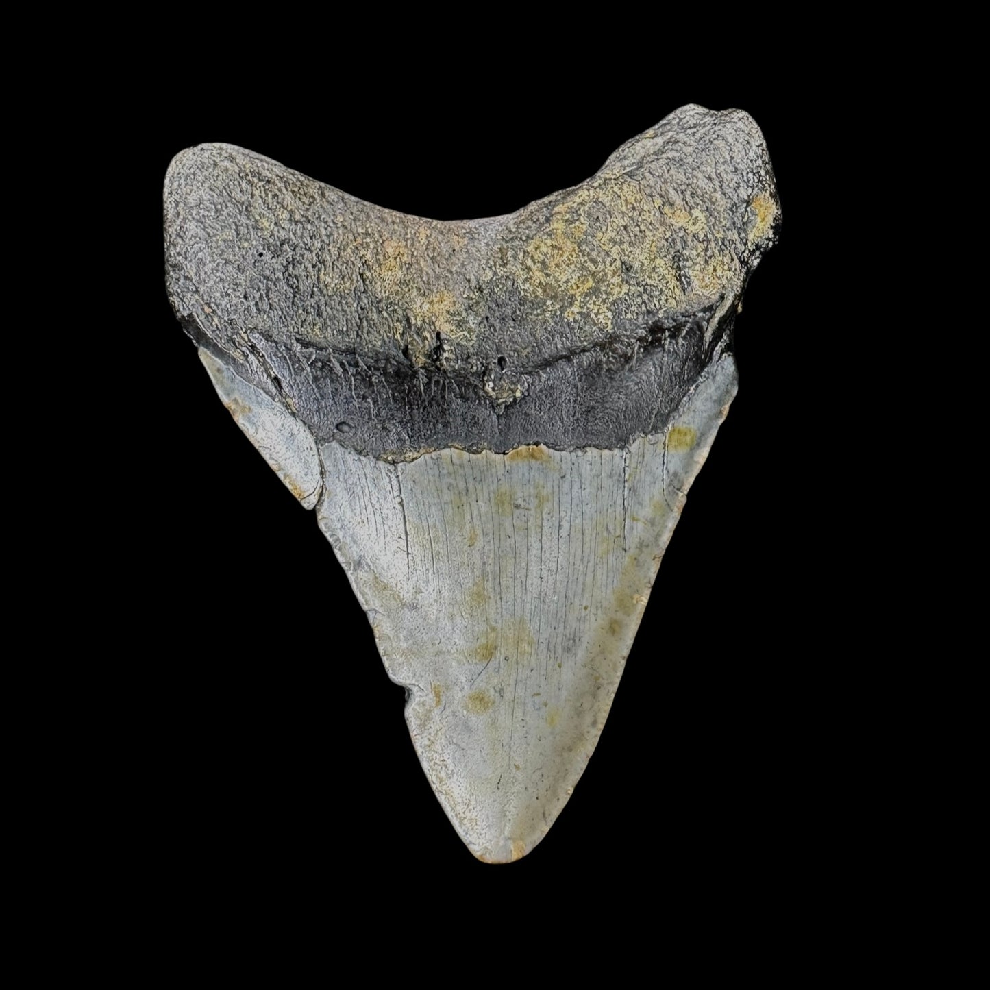 Megalodon Tooth