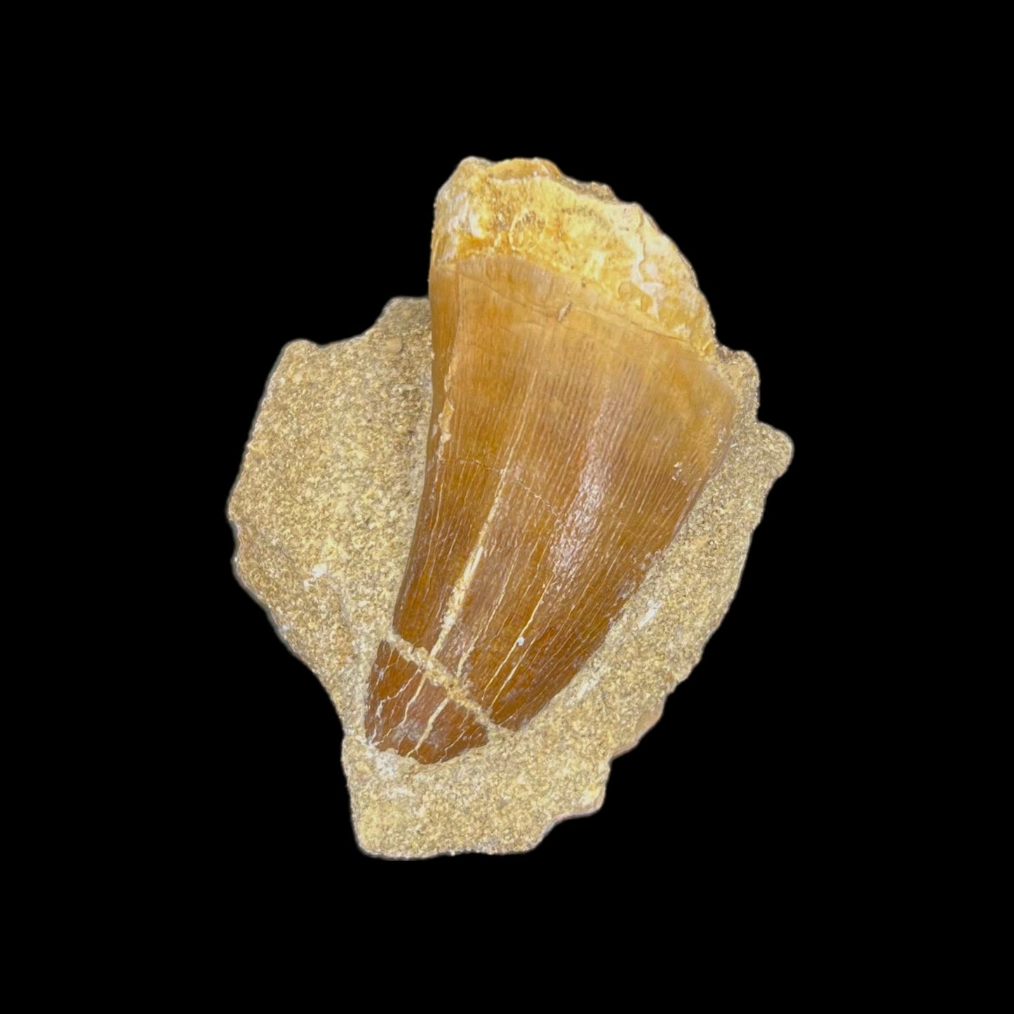 Mosasaur Tooth Fossil in Matrix