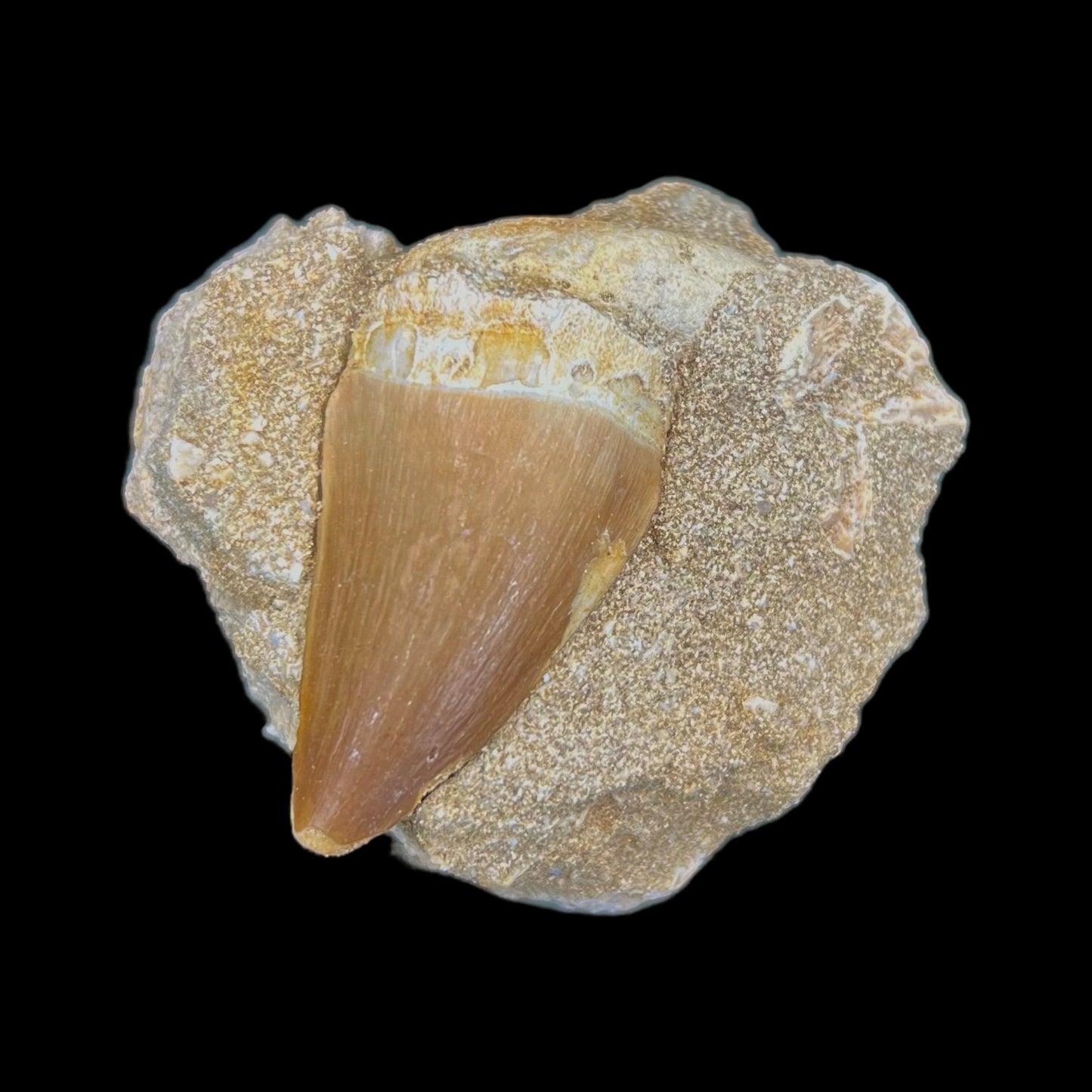 Mosasaur Tooth Fossil in Matrix