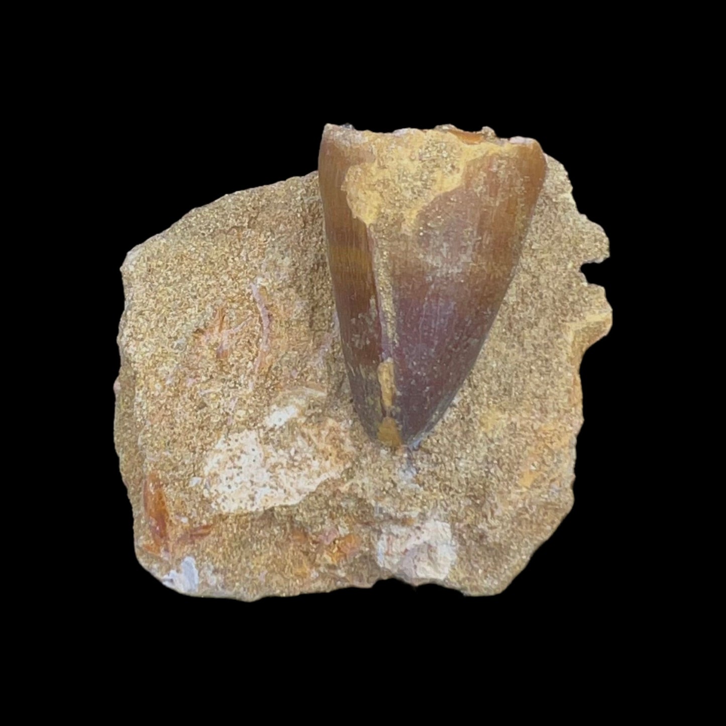 Mosasaur Tooth Fossil in Matrix