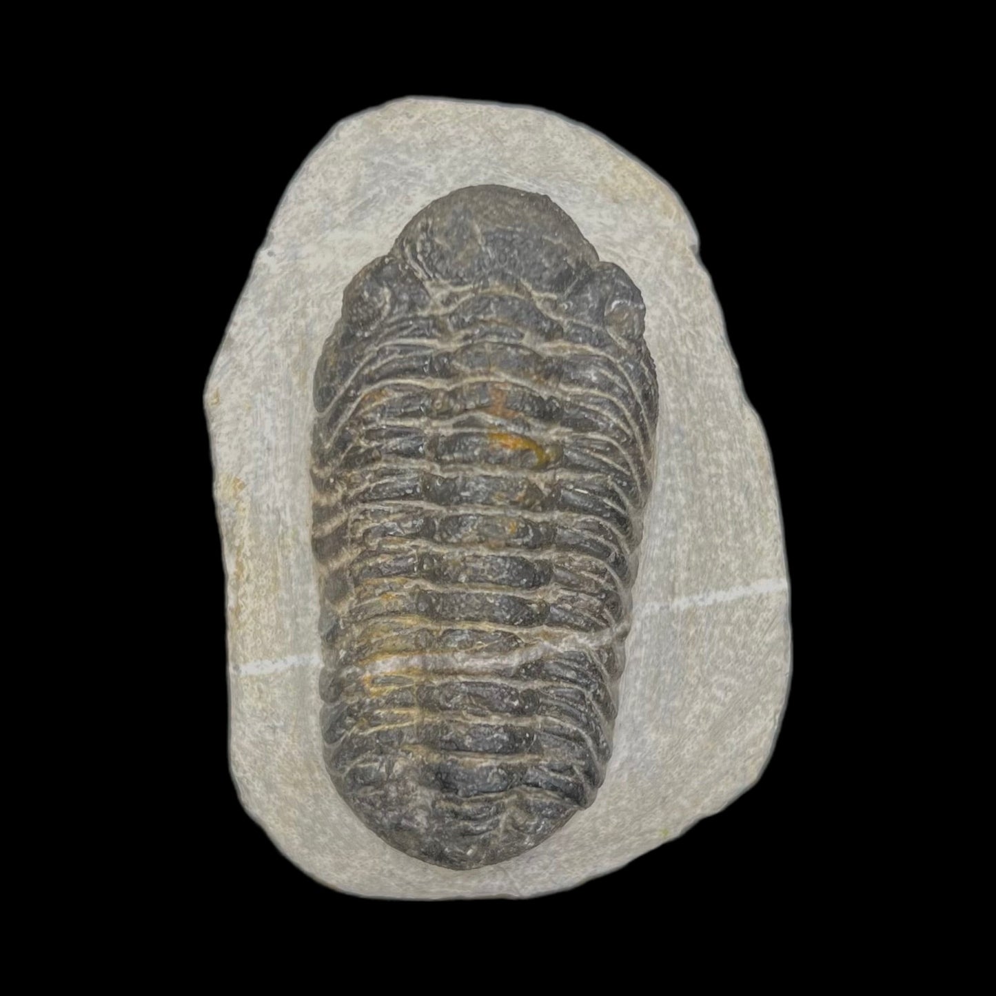 Metacanthian Trilobite in Matrix