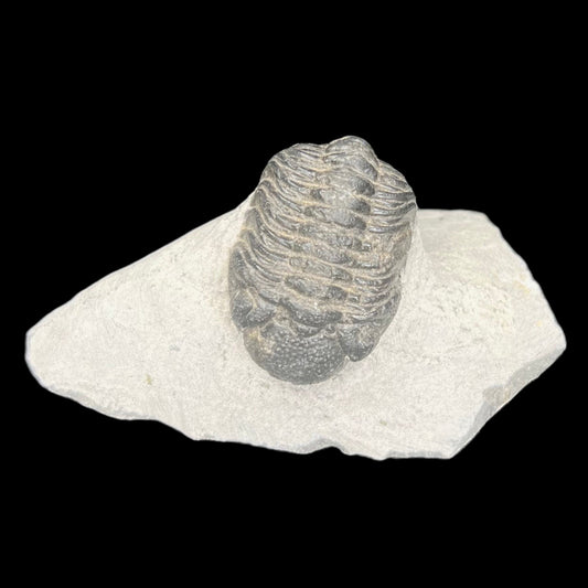 Metacanthian Trilobite in Matrix