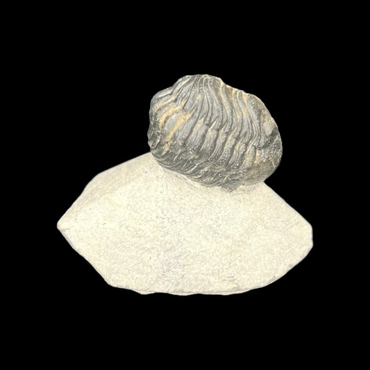 Metacanthian Trilobite in Matrix