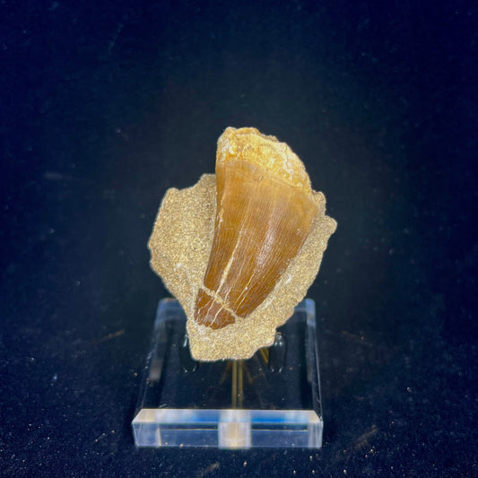 Mosasaur Tooth Fossil in Matrix