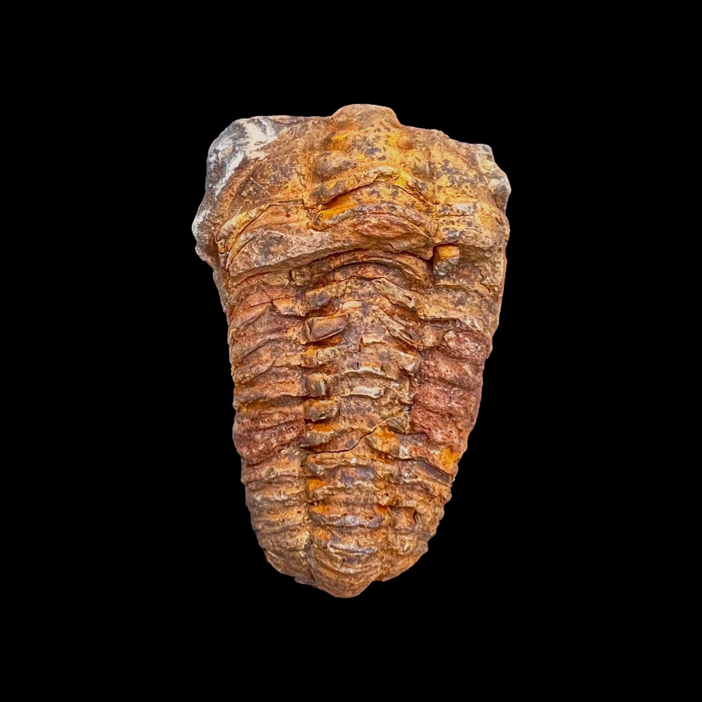 Trilobite Fossil