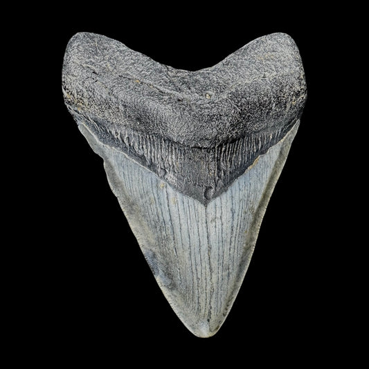 Megalodon Tooth