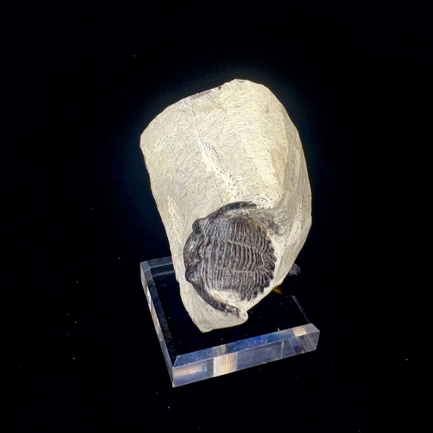 Metacanthian Trilobite in Matrix