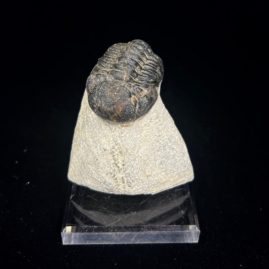 Metacanthian Trilobite in Matrix