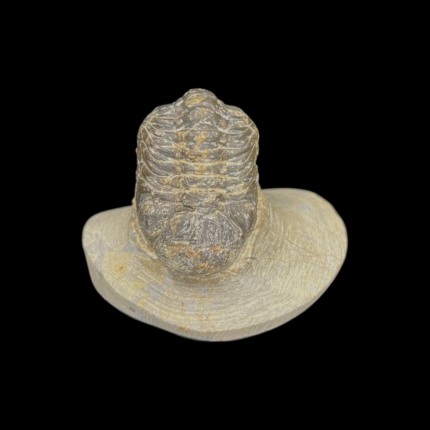 Metacanthian Trilobite in Matrix