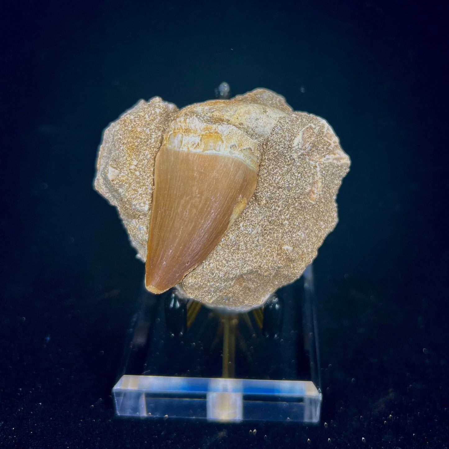 Mosasaur Tooth Fossil in Matrix