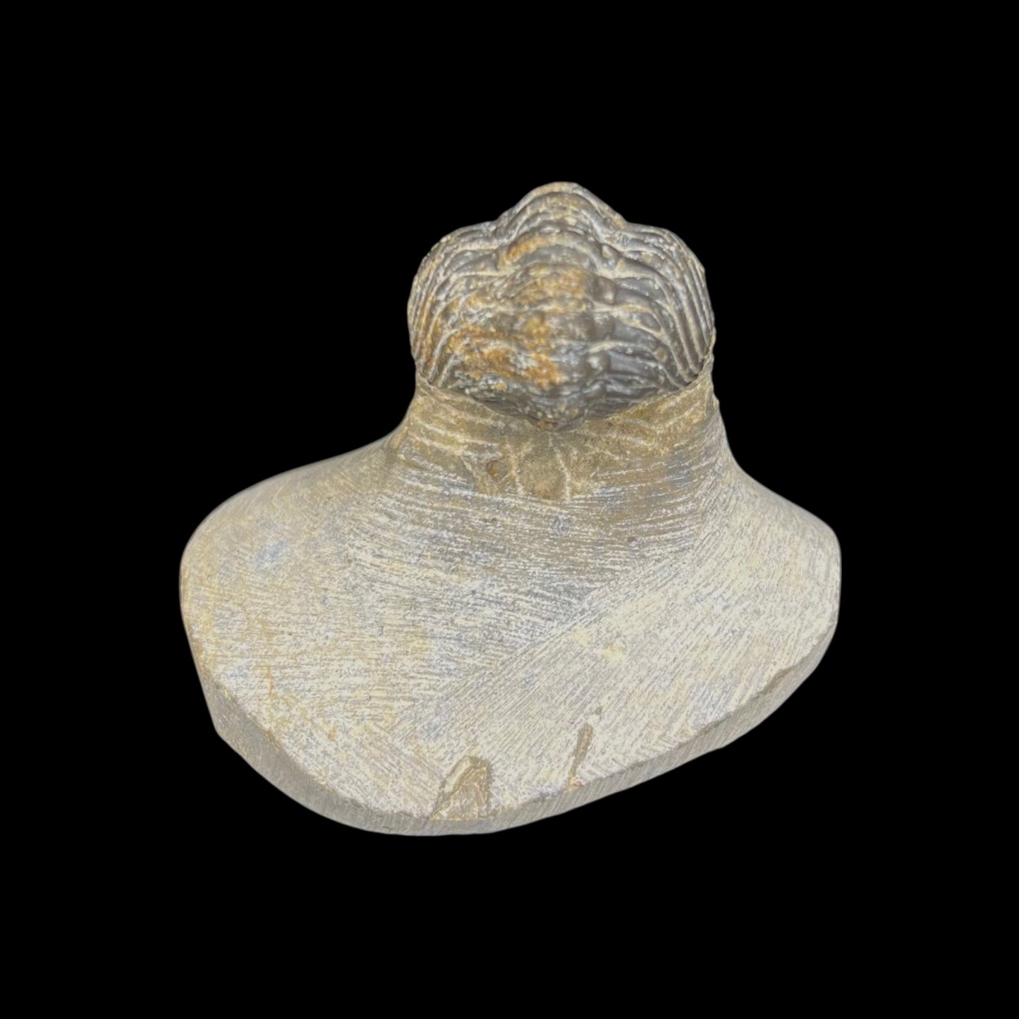 Metacanthian Trilobite in Matrix