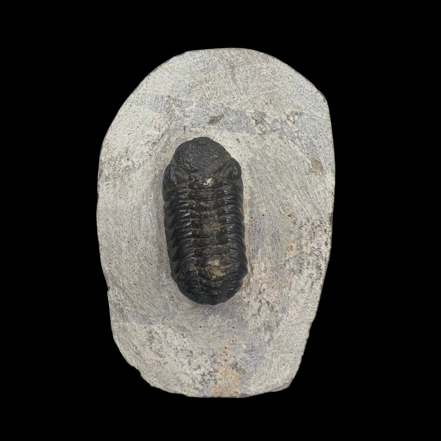 Metacanthian Trilobite in Matrix
