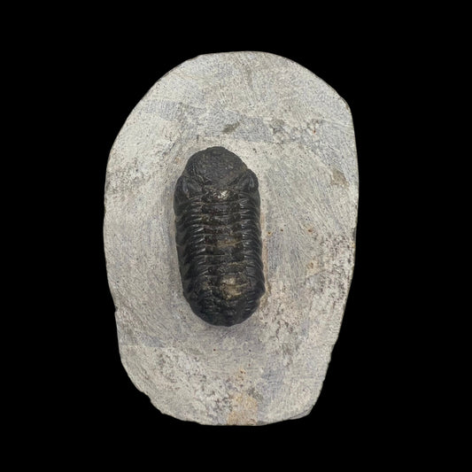 Metacanthian Trilobite in Matrix