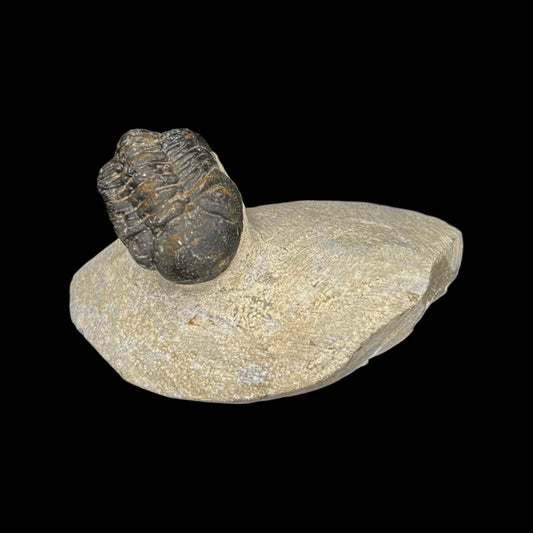 Metacanthian Trilobite in Matrix