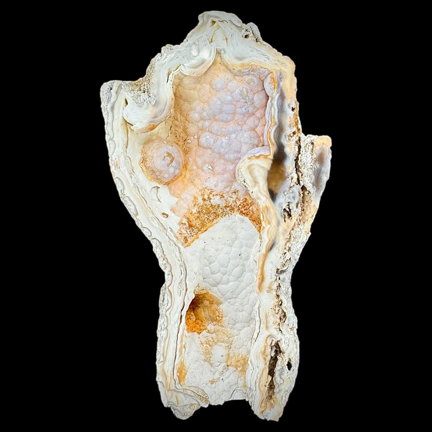 Petrified Coral