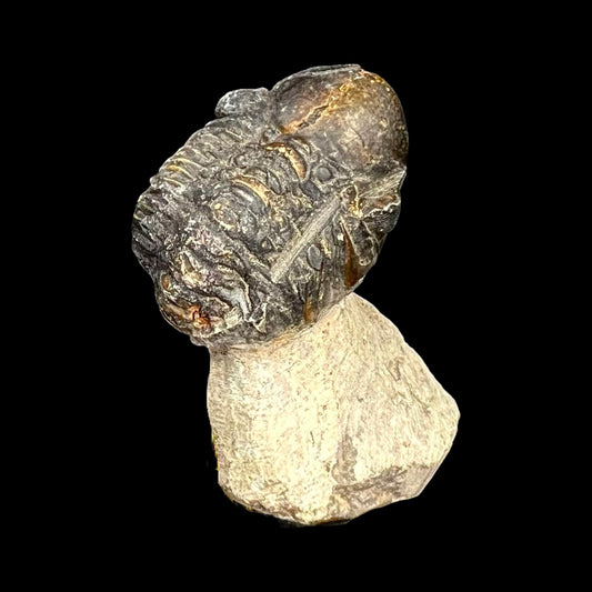 Metacanthian Trilobite in Matrix