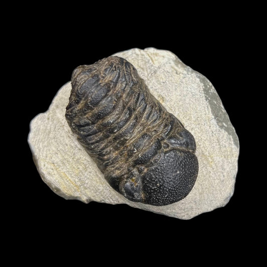 Metacanthian Trilobite in Matrix