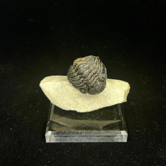 Metacanthian Trilobite in Matrix