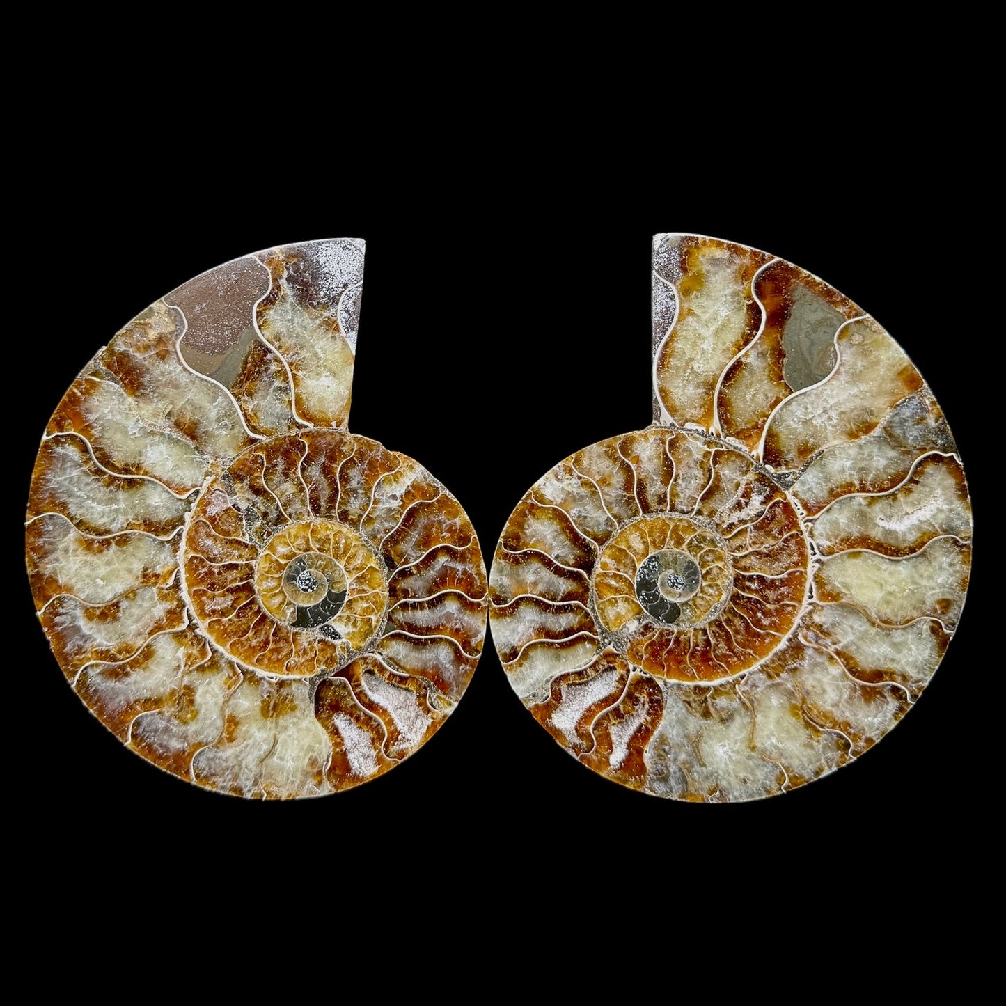 Ammonite Set