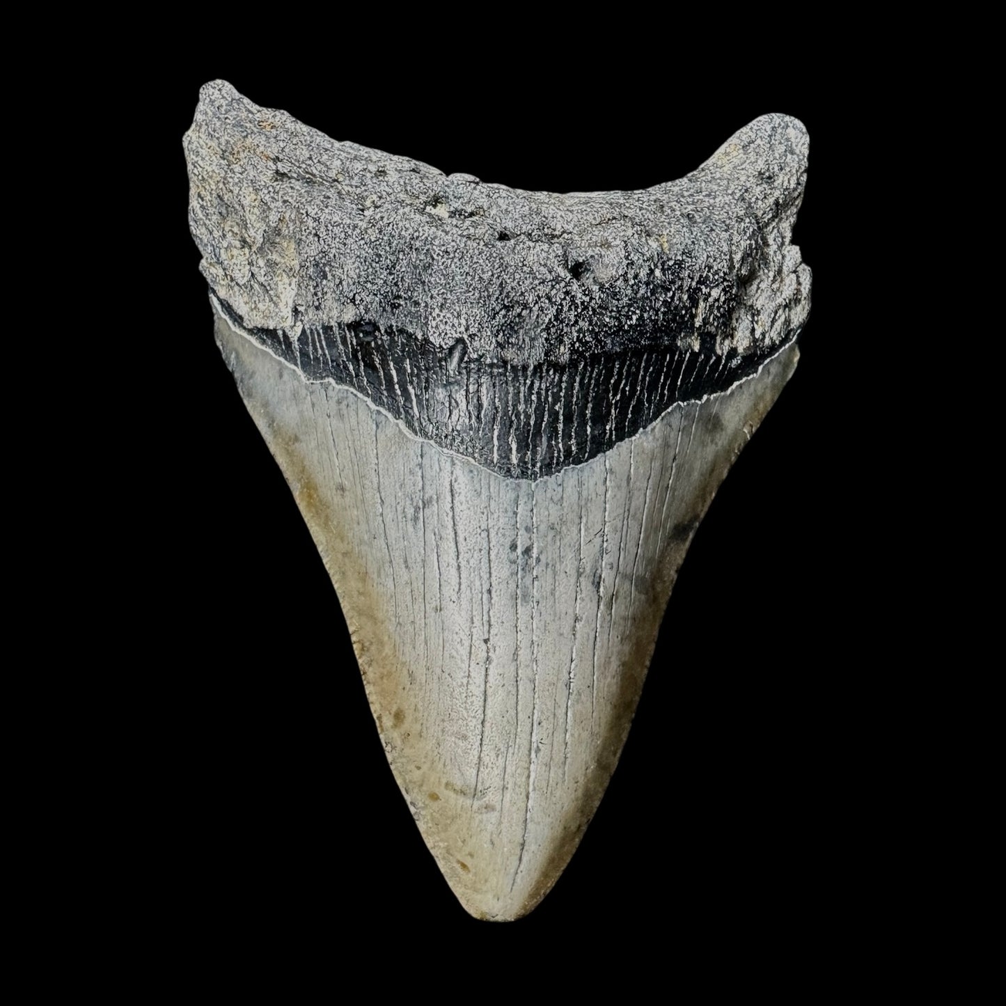 Megalodon Tooth