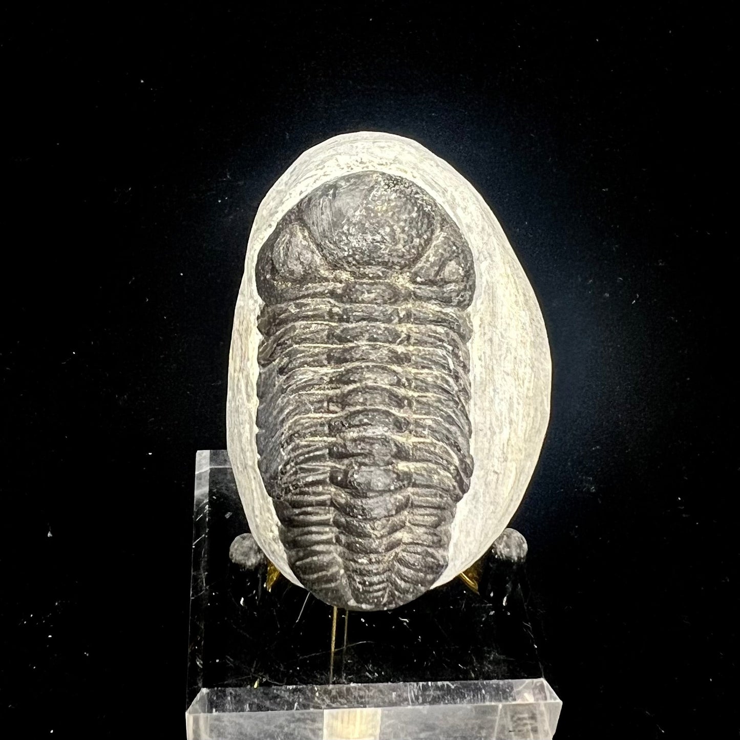 Metacanthian Trilobite in Matrix