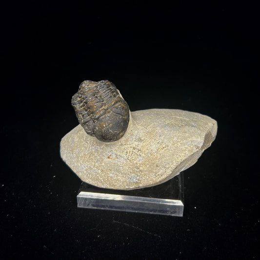 Metacanthian Trilobite in Matrix