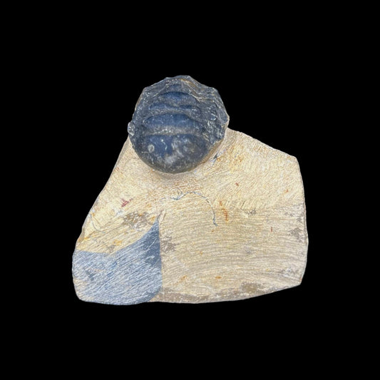 Metacanthian Trilobite in Matrix