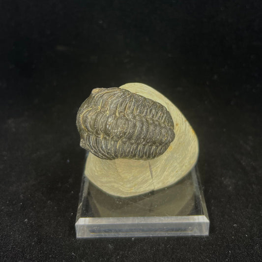 Metacanthian Trilobite in Matrix