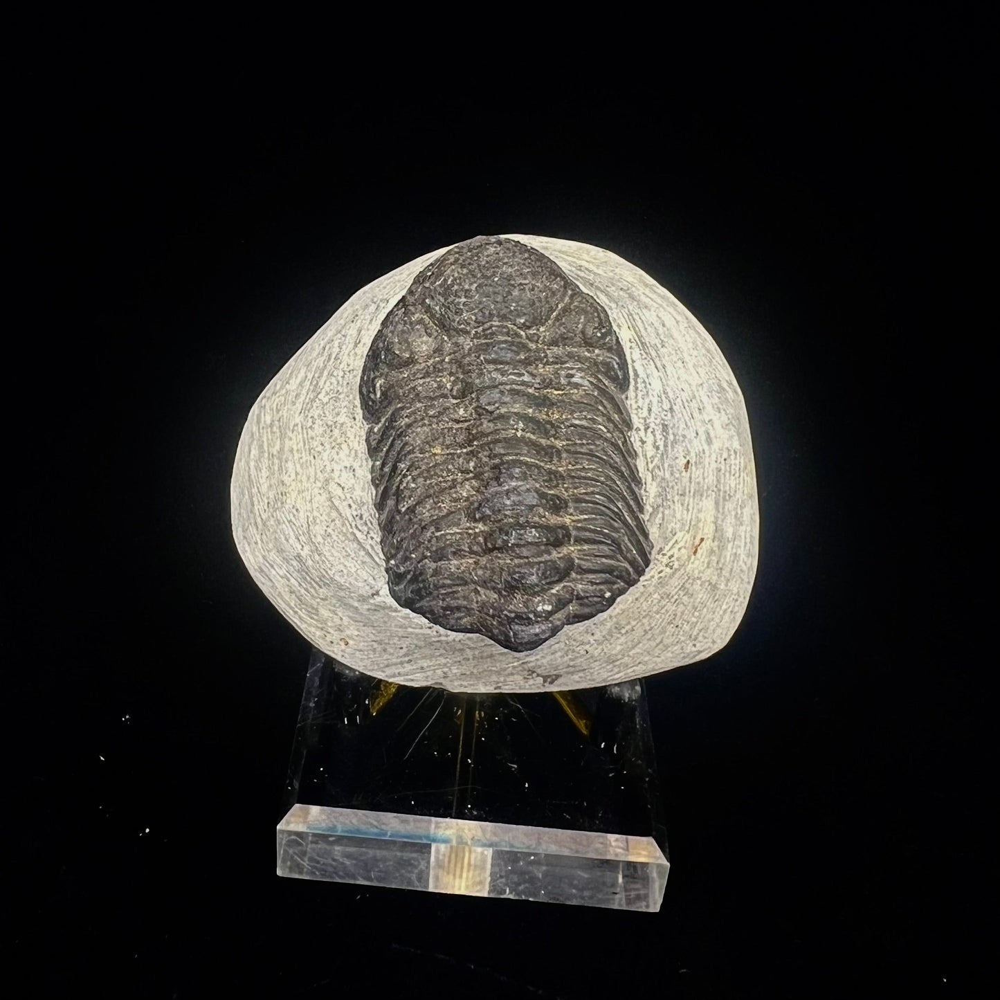 Metacanthian Trilobite in Matrix