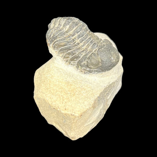 Metacanthian Trilobite in Matrix